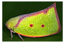 FLOW planthopper fulgoroidea fulgoromorpha insect